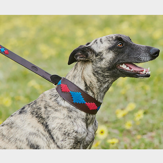 Polo Lurcher Collar Beaufort Brown/Pink/Blue
