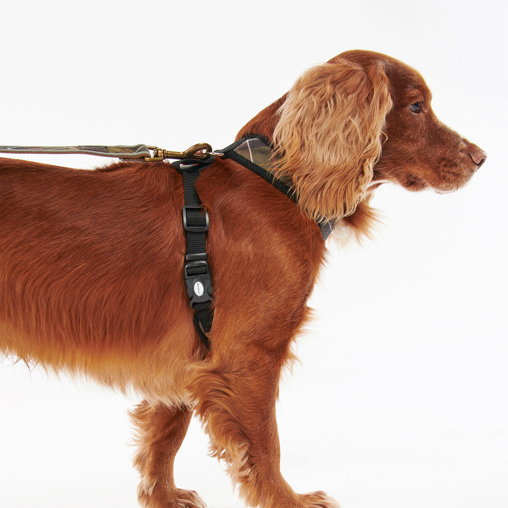 Tartan Dog Harness Classic Tartan