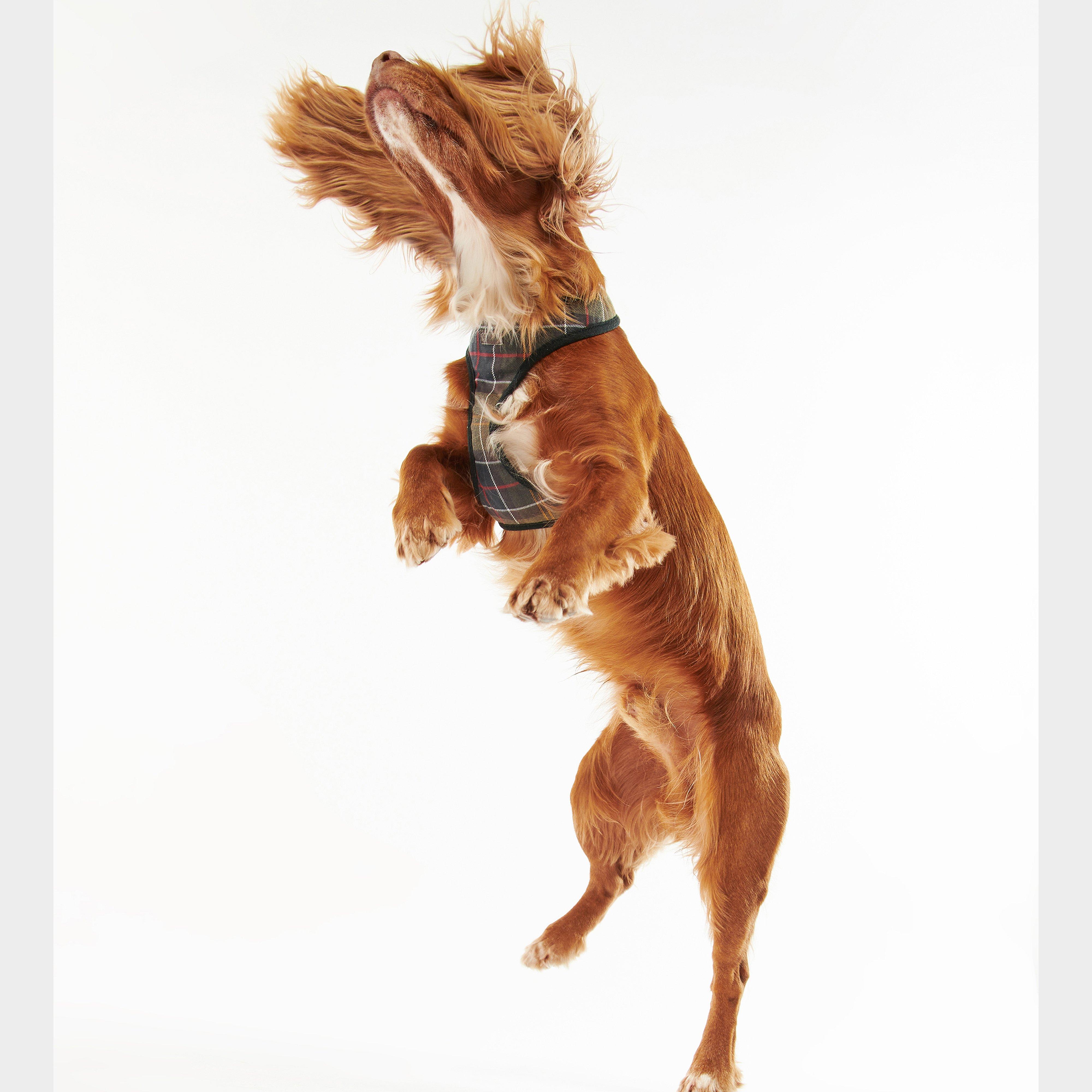 Tartan Dog Harness Classic Tartan