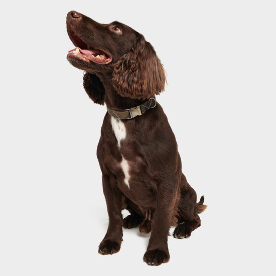 Reflective Tartan Dog Collar Tartan