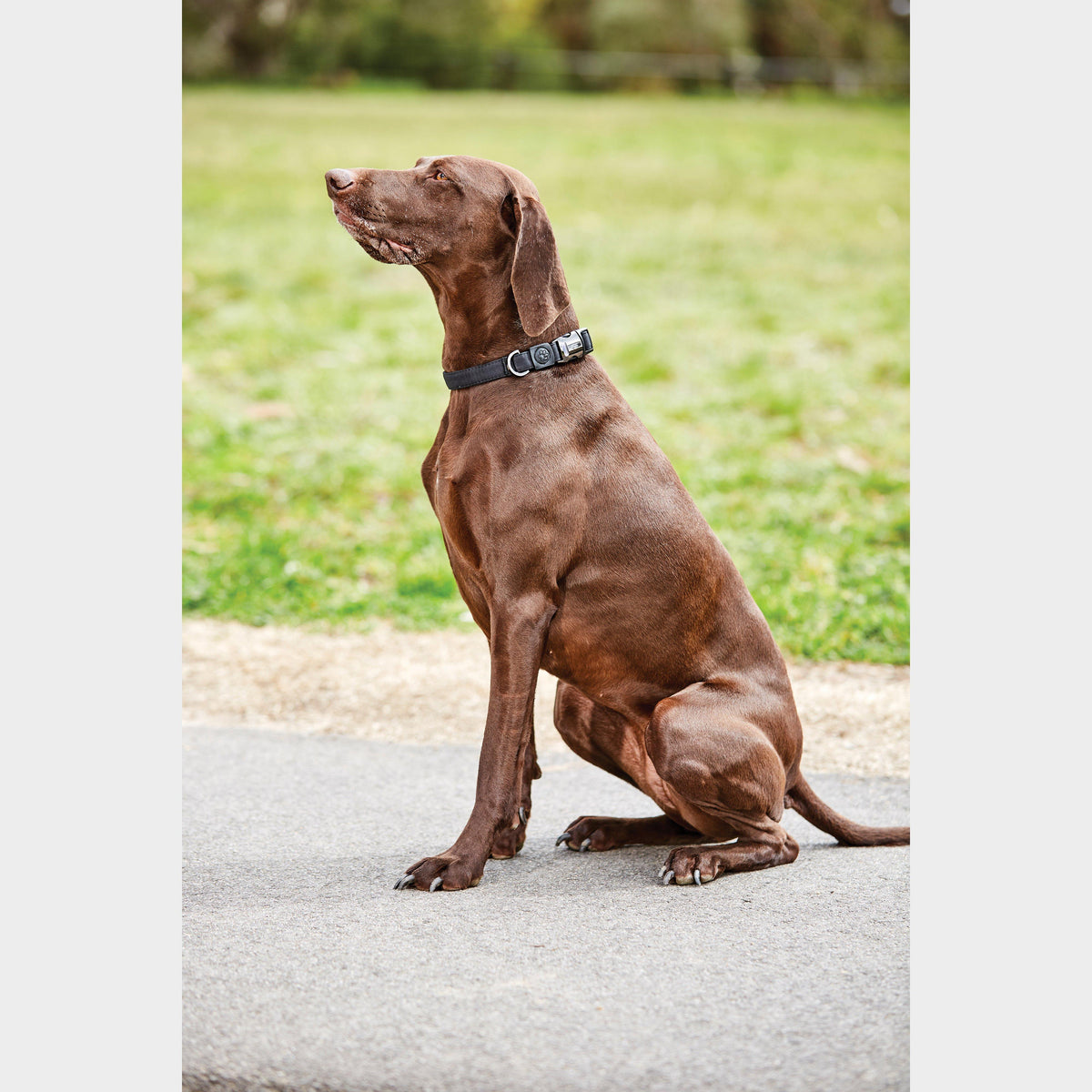 Elegance Dog Collar Black Small