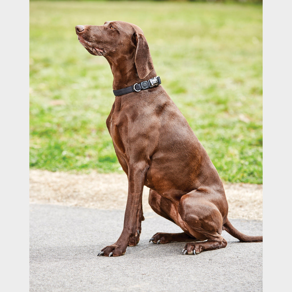 Elegance Dog Collar Black Medium