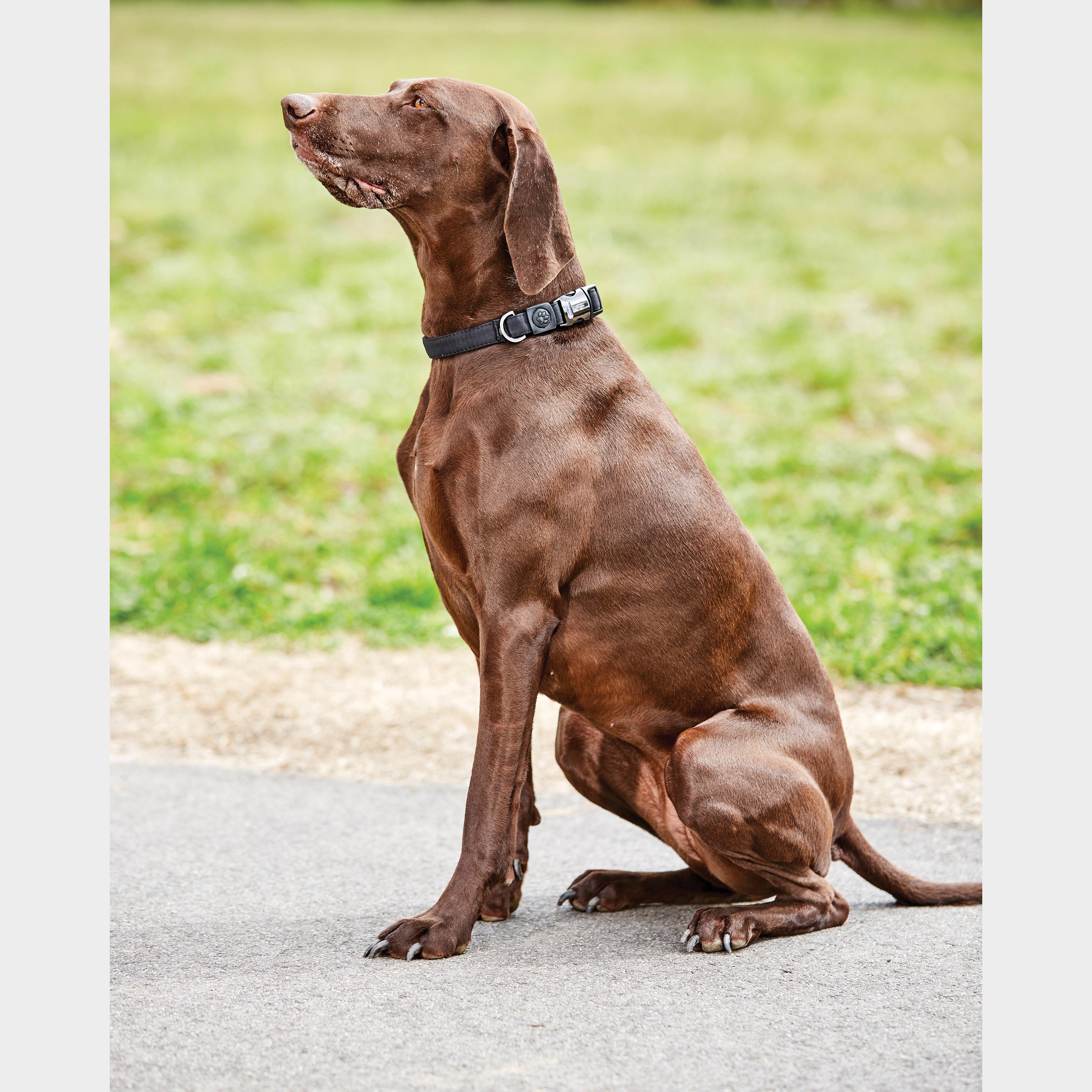 Elegance Dog Collar Black Medium