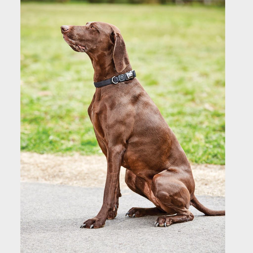 Elegance Dog Collar Black Large