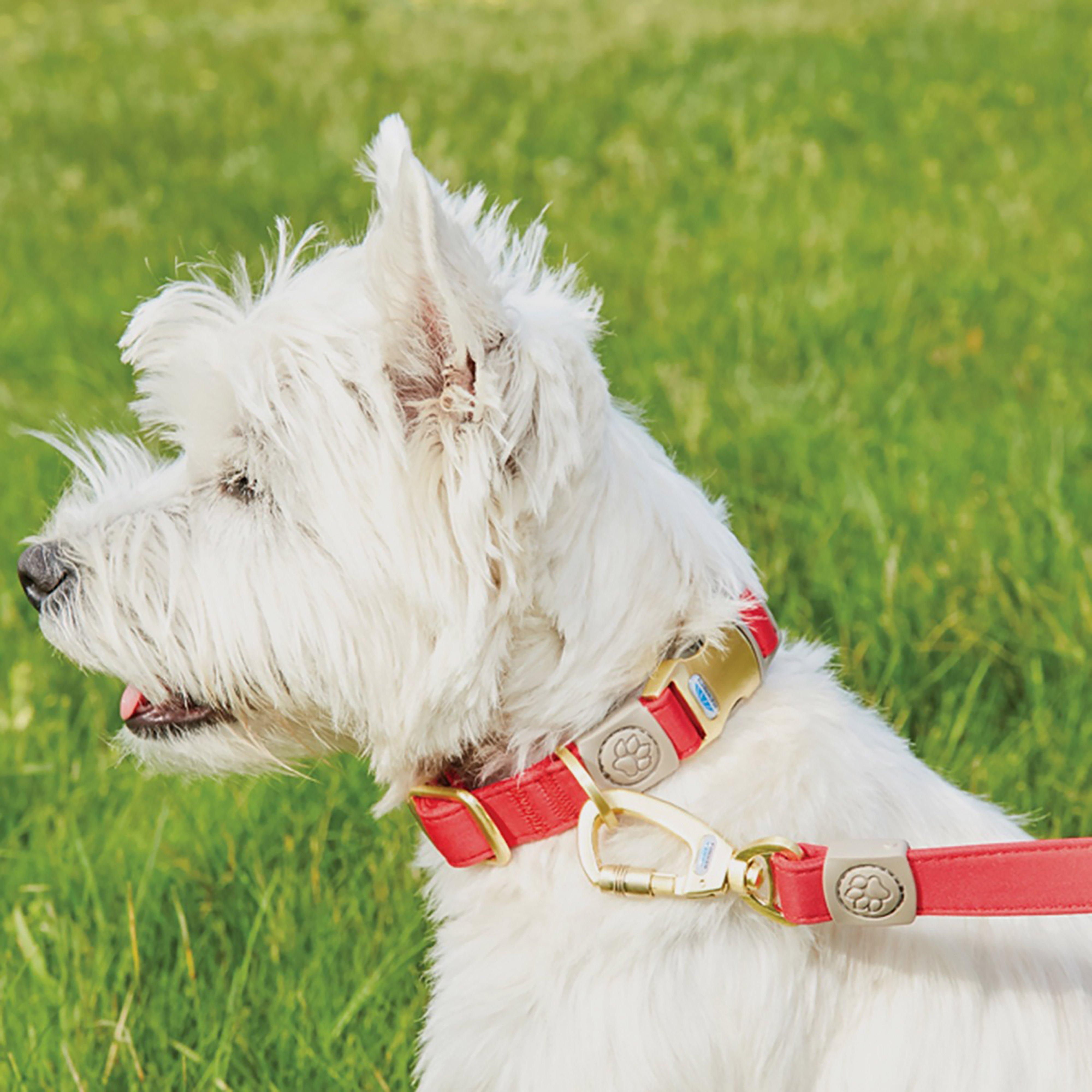 Elegance Dog Lead Red