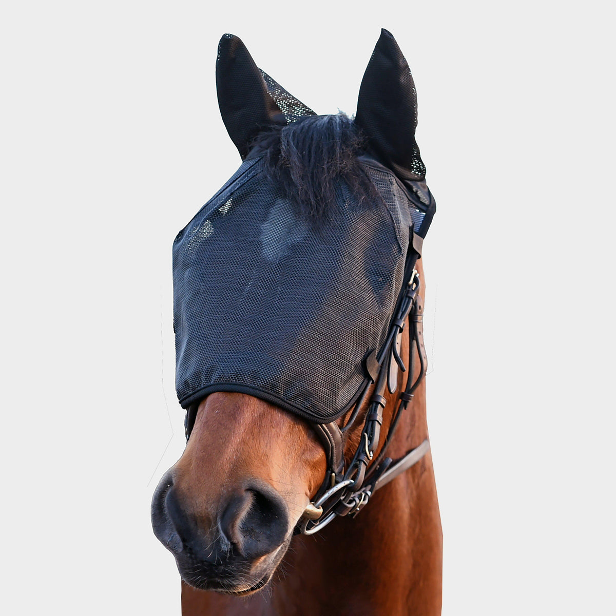 Riding Mask with Ears Black