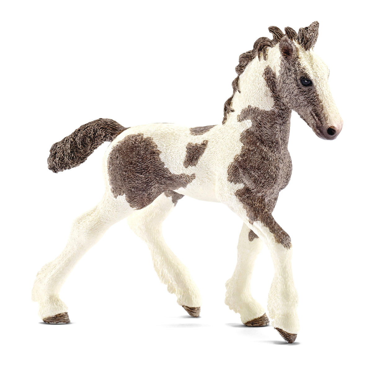 Tinker Foal