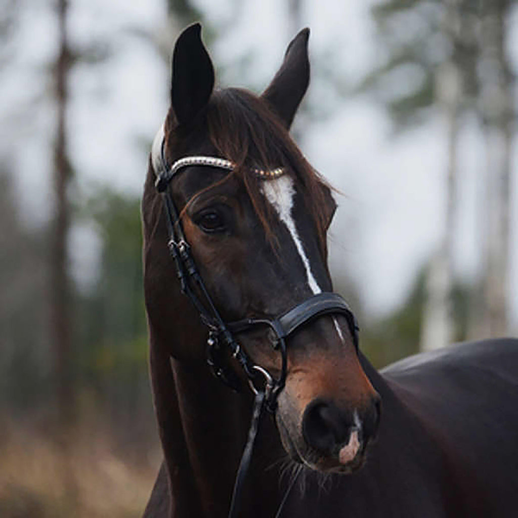 High Jump Revolution Bridle Black