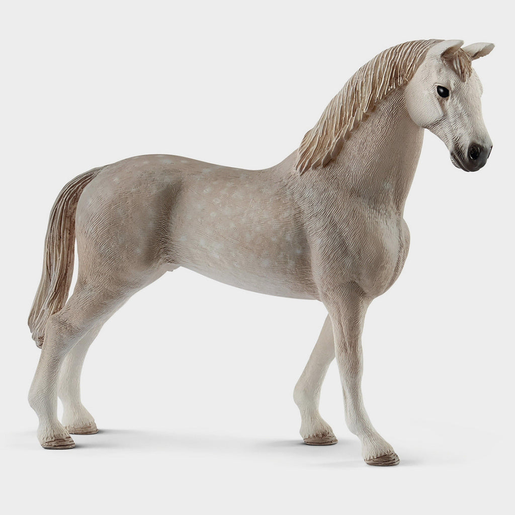 Holsteiner Gelding