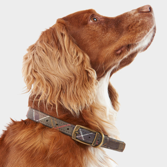 Tartan Dog Collar Classic Tartan