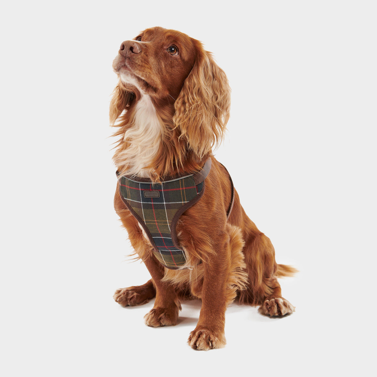 Travel & Exercise Harness Classic