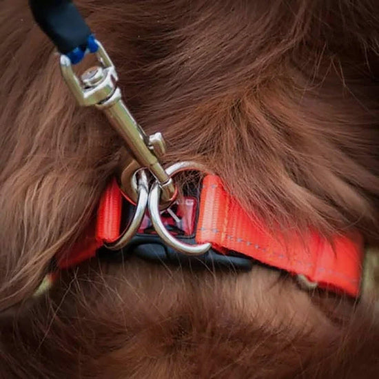 Double Up Collar Red Small