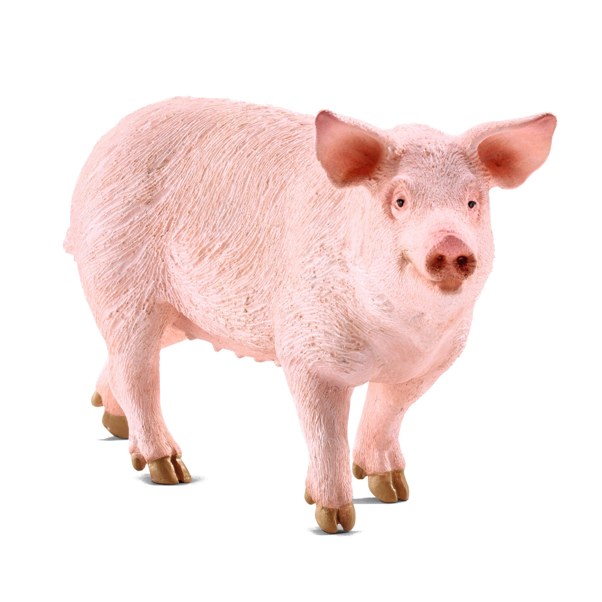 Pig
