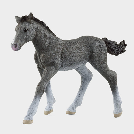 Trakehner Foal