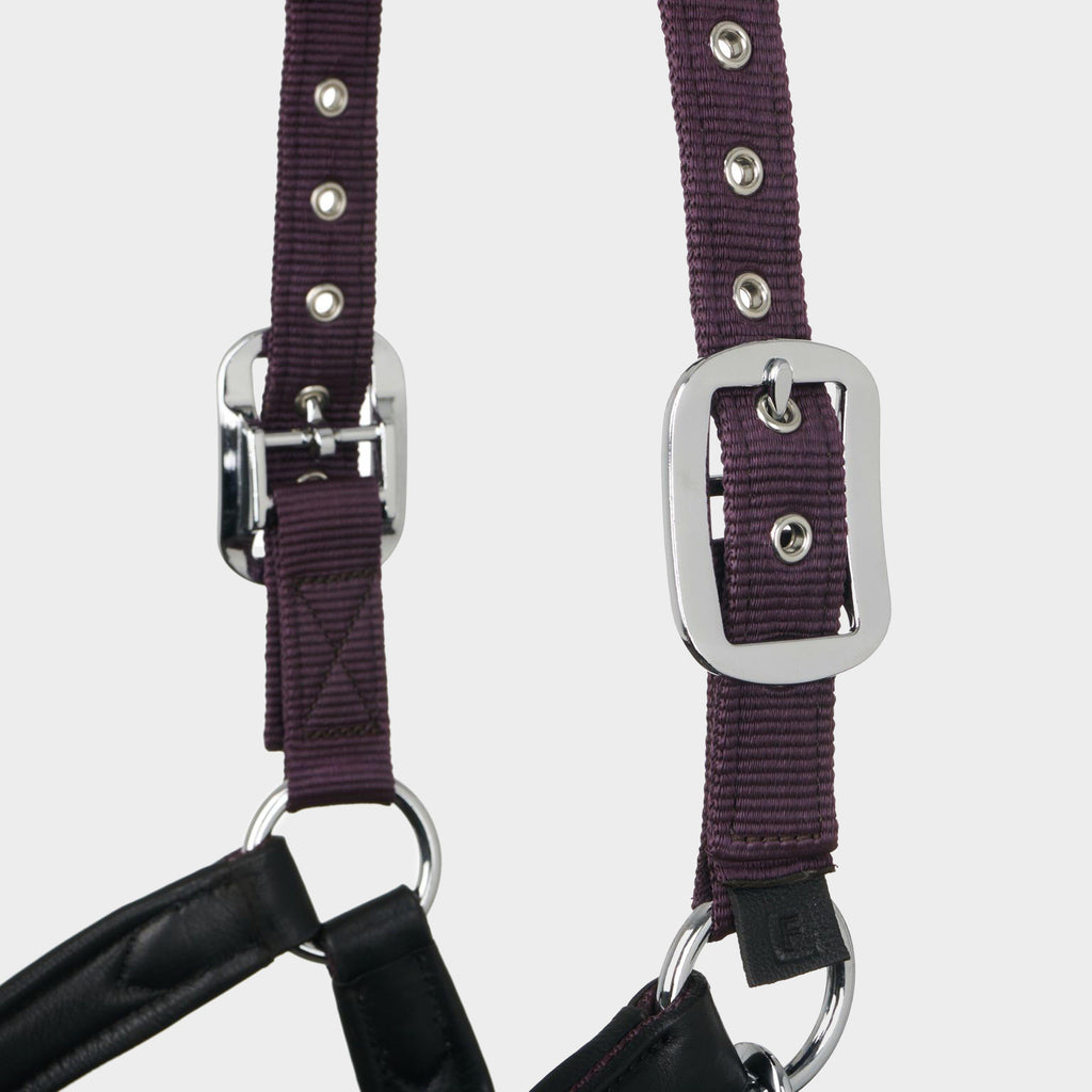 Capella Headcollar Fig