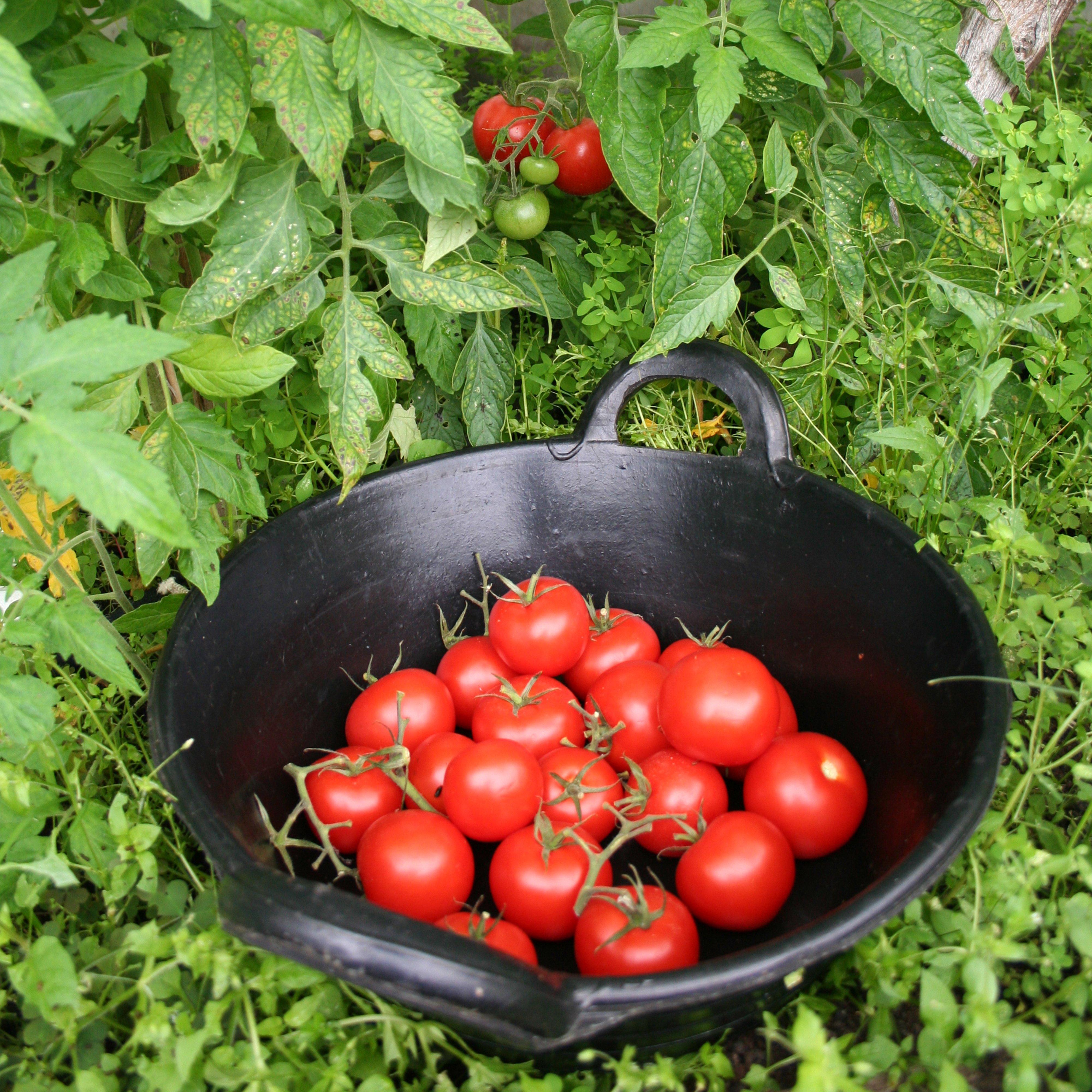 Tyre Rubber Feed Skip Black