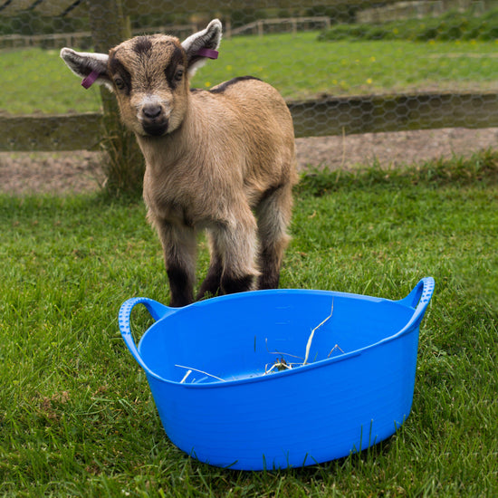 Flexible Shallow Bucket Blue