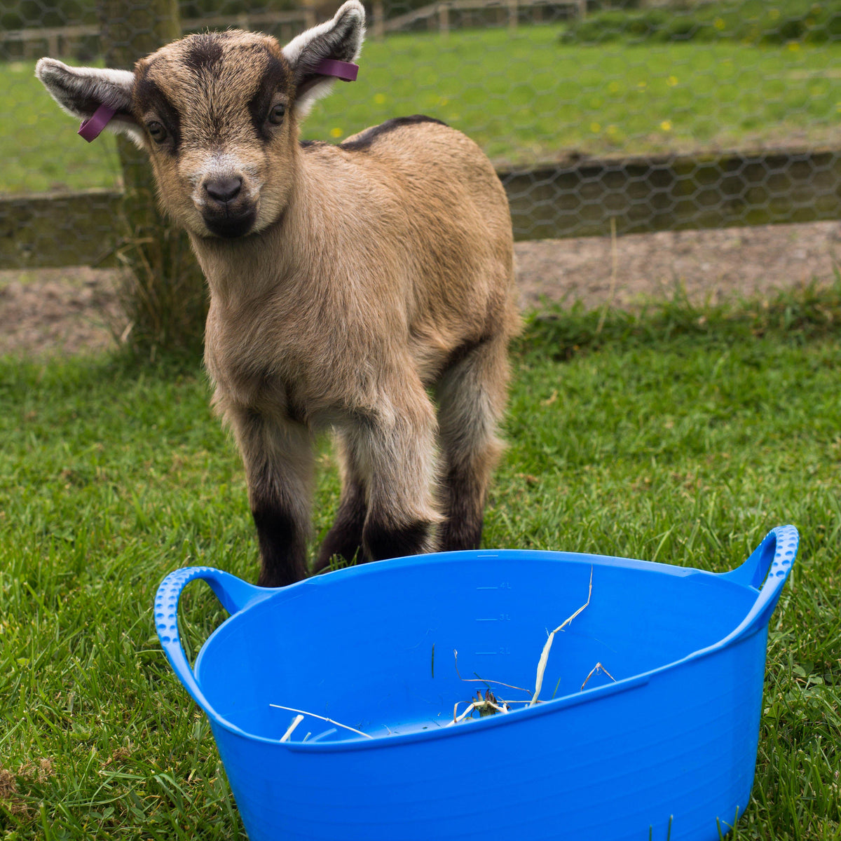 Flexible Shallow Bucket Blue