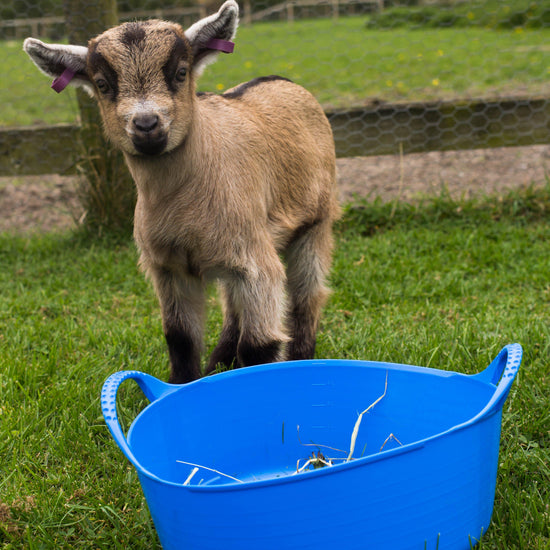 Flexible Shallow Bucket Blue
