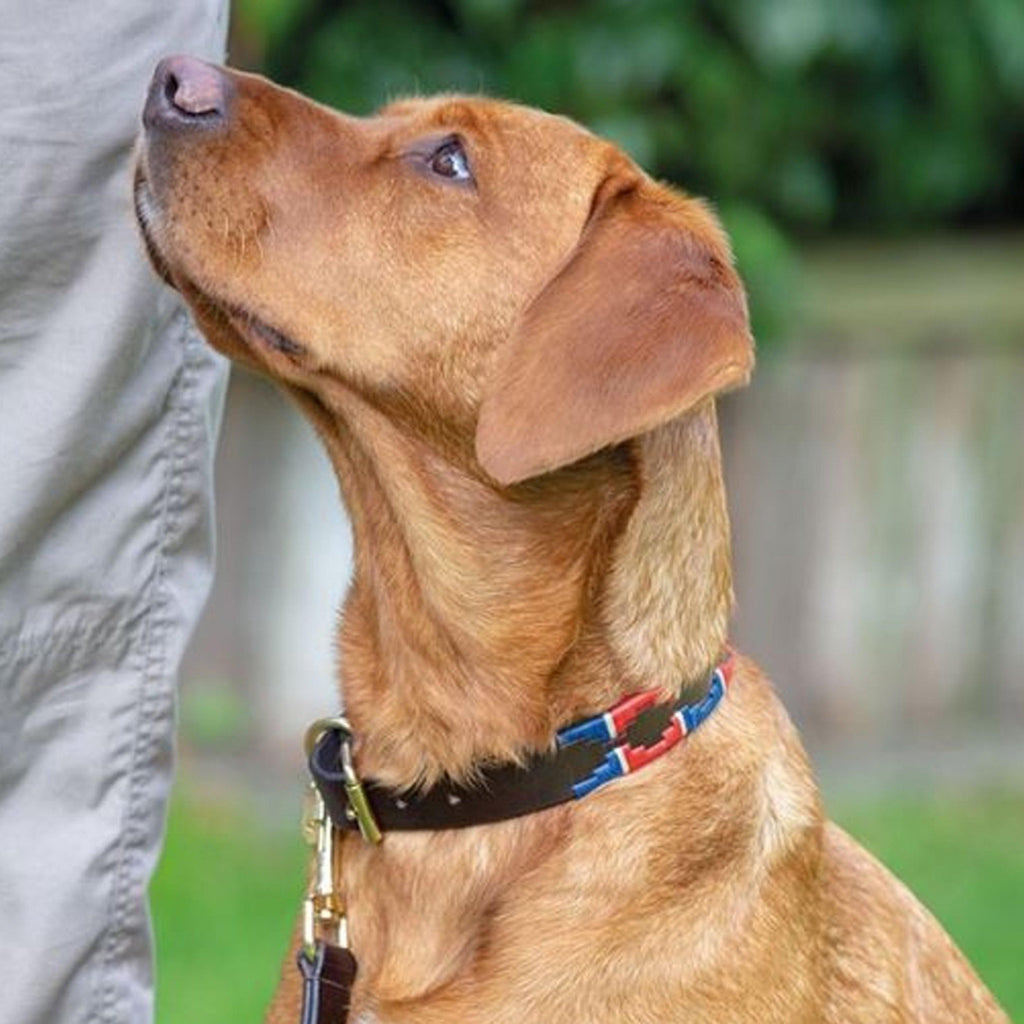 Drover Polo Dog Collar Green/Brown/Yellow