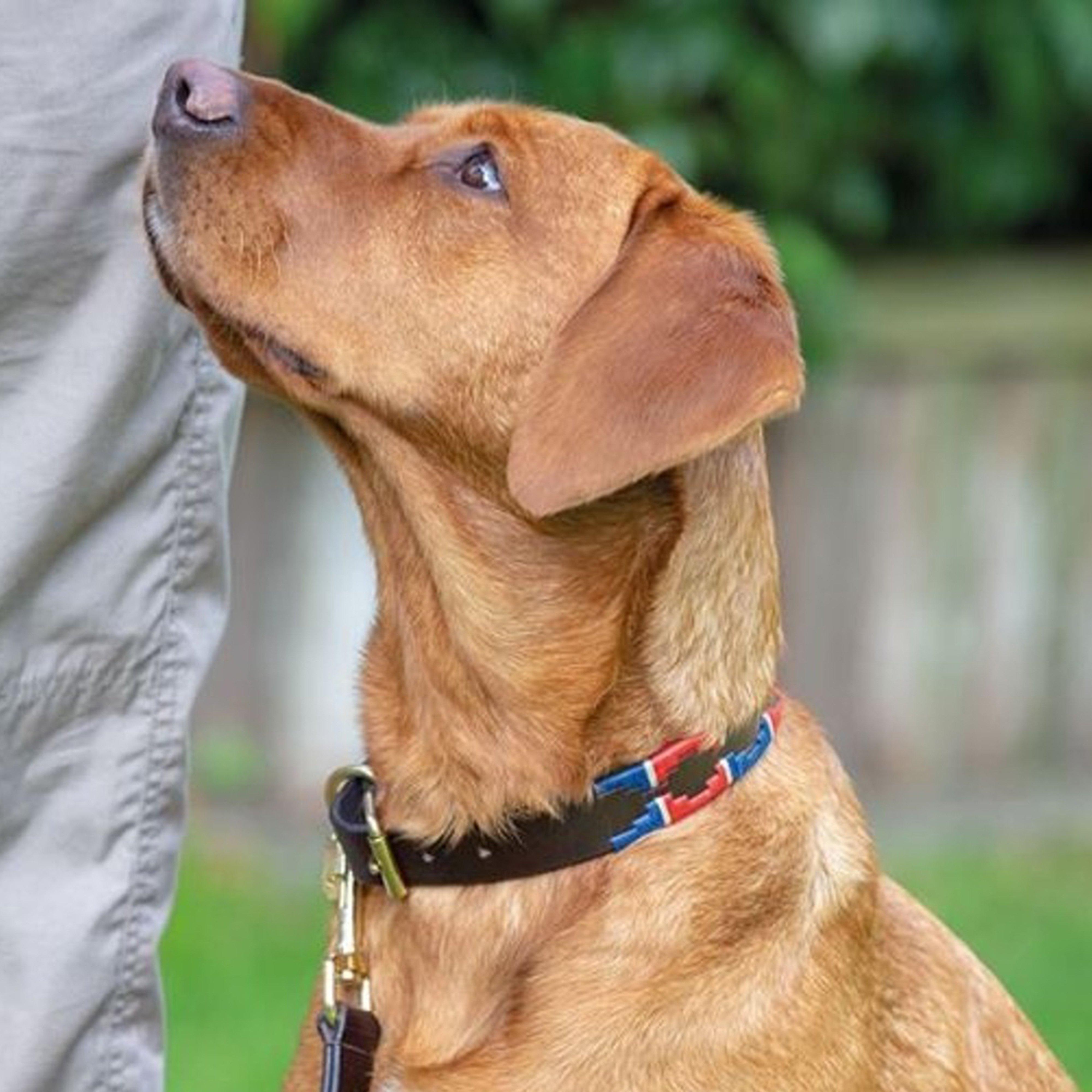 Drover Polo Dog Collar Green/Brown/Yellow
