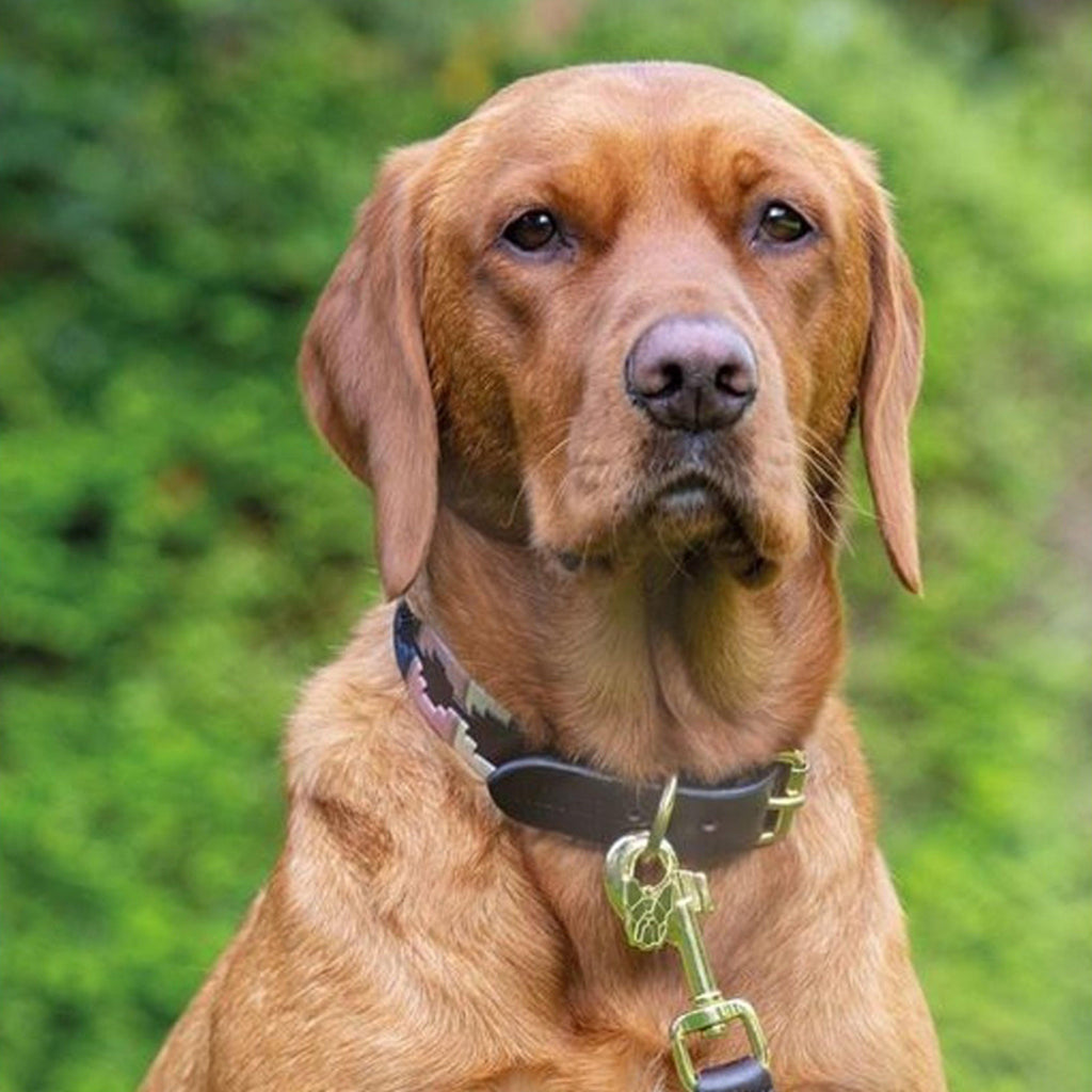 Drover Polo Dog Collar Green/Brown/Yellow