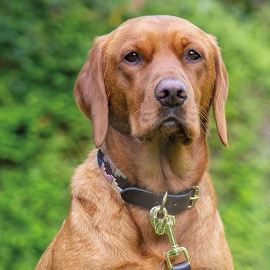 Drover Polo Dog Collar Green/Brown/Yellow