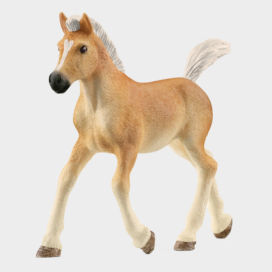 Haflinger Foal