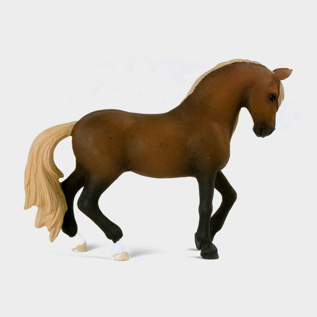 Peruvian Paso Stallion