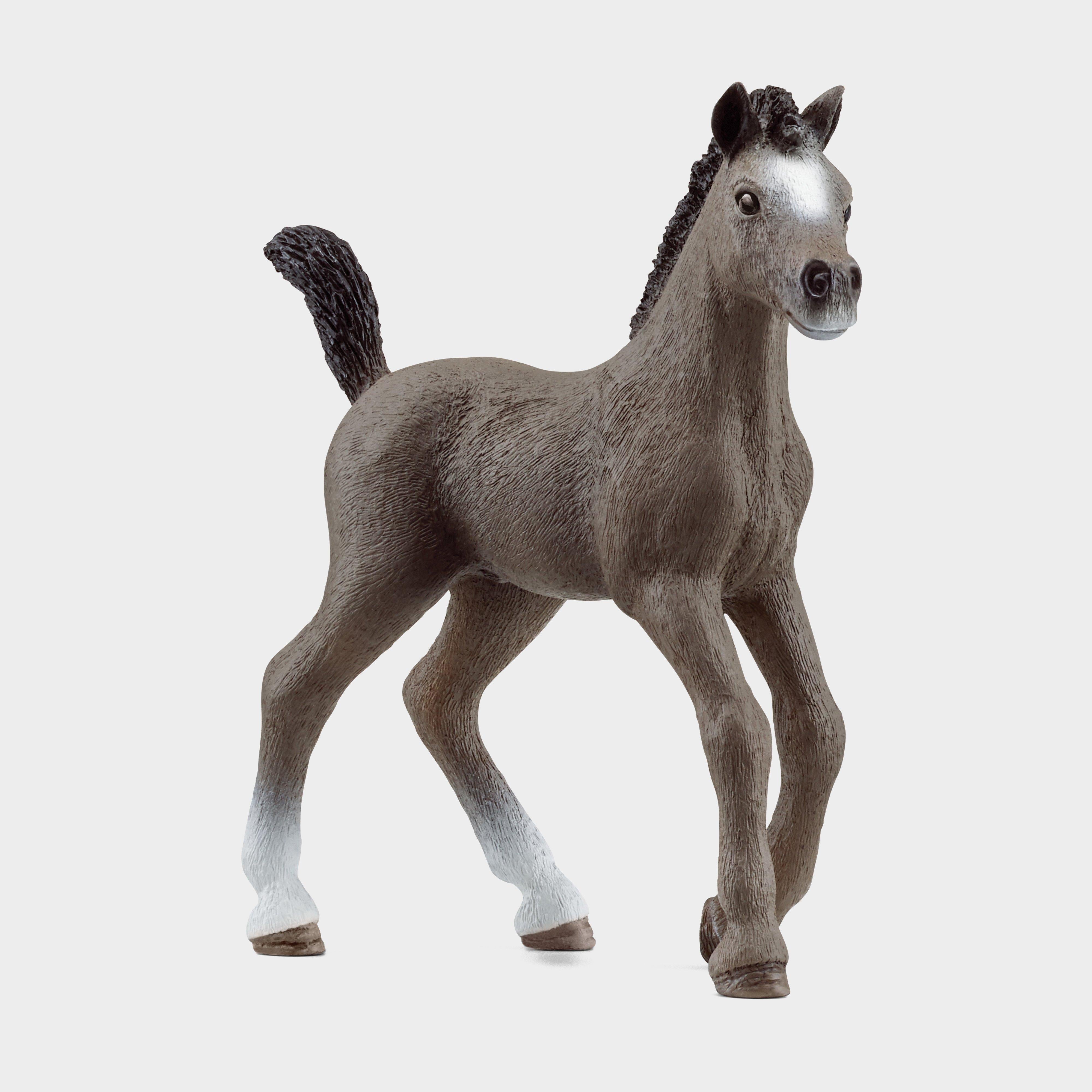 Selle Français Foal
