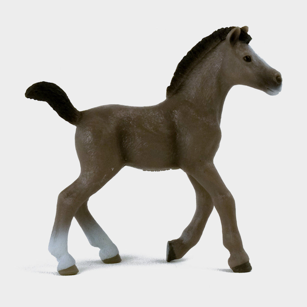 Selle Français Foal