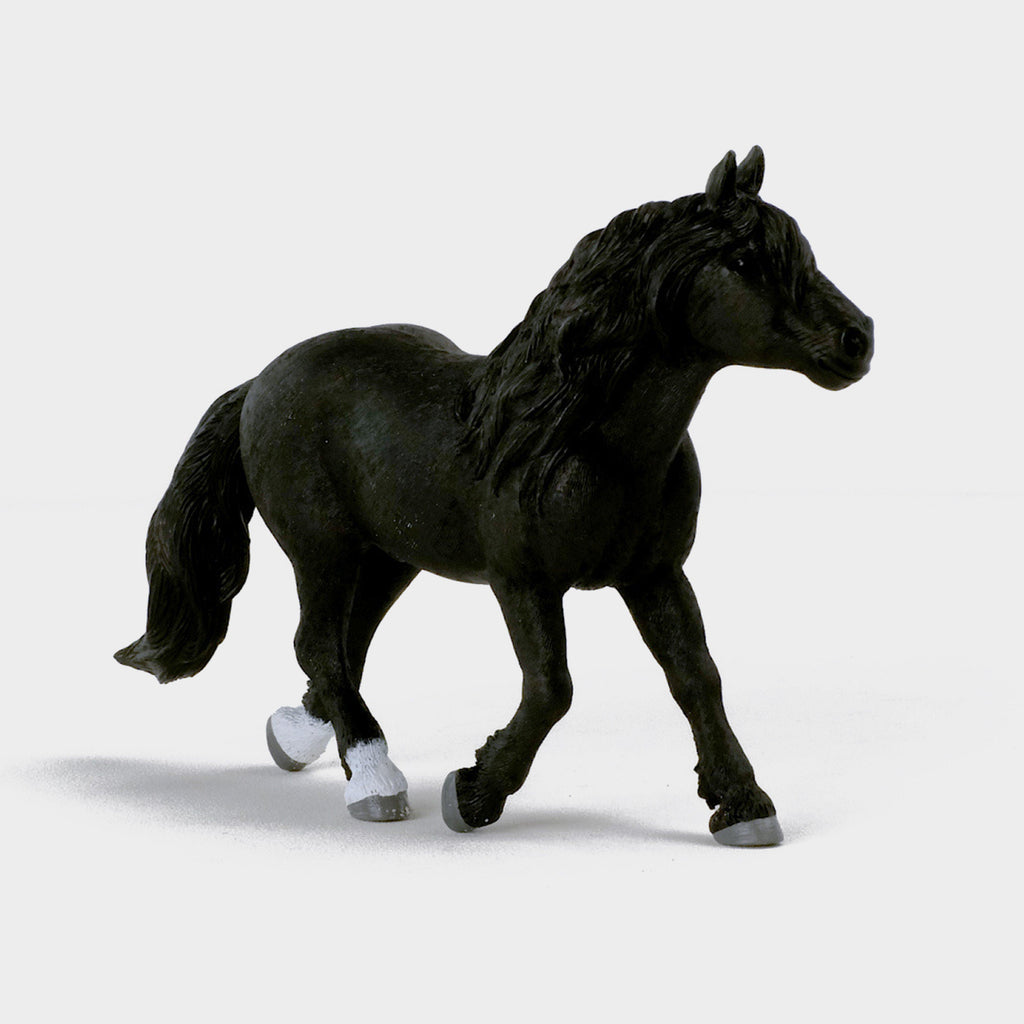 Noriker Stallion