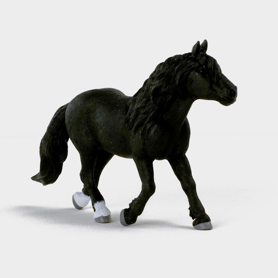 Noriker Stallion