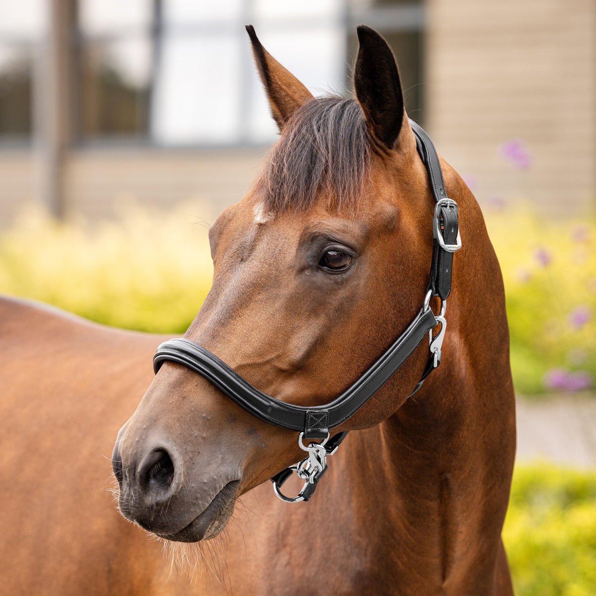 Leather Grooming Headcollar Black