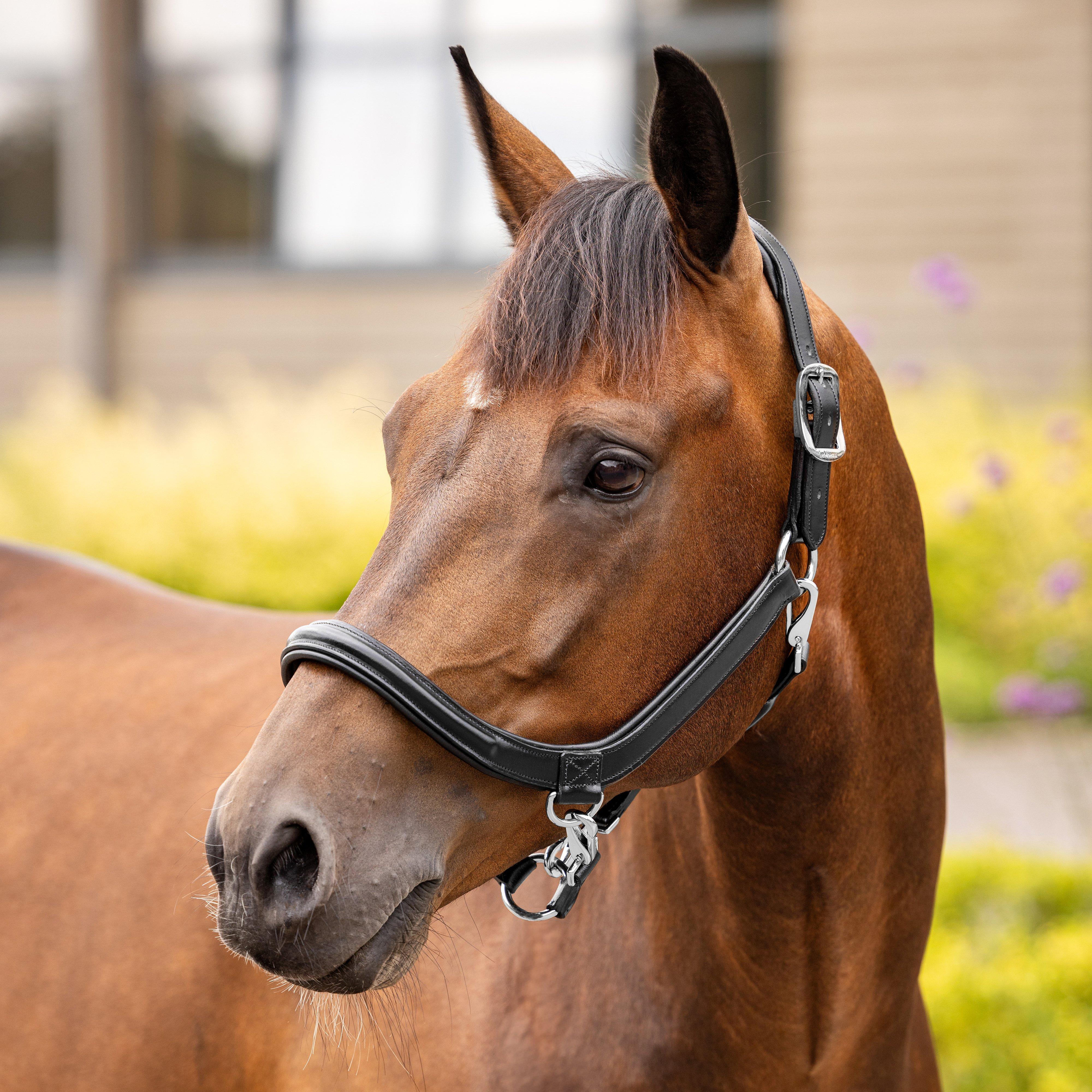 Leather Grooming Headcollar Black