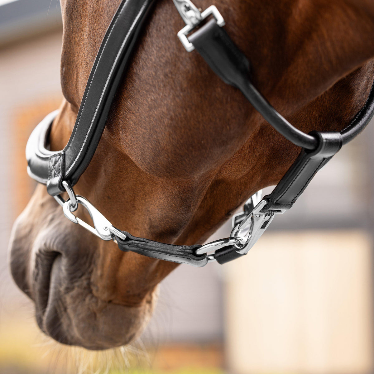 Leather Grooming Headcollar Black