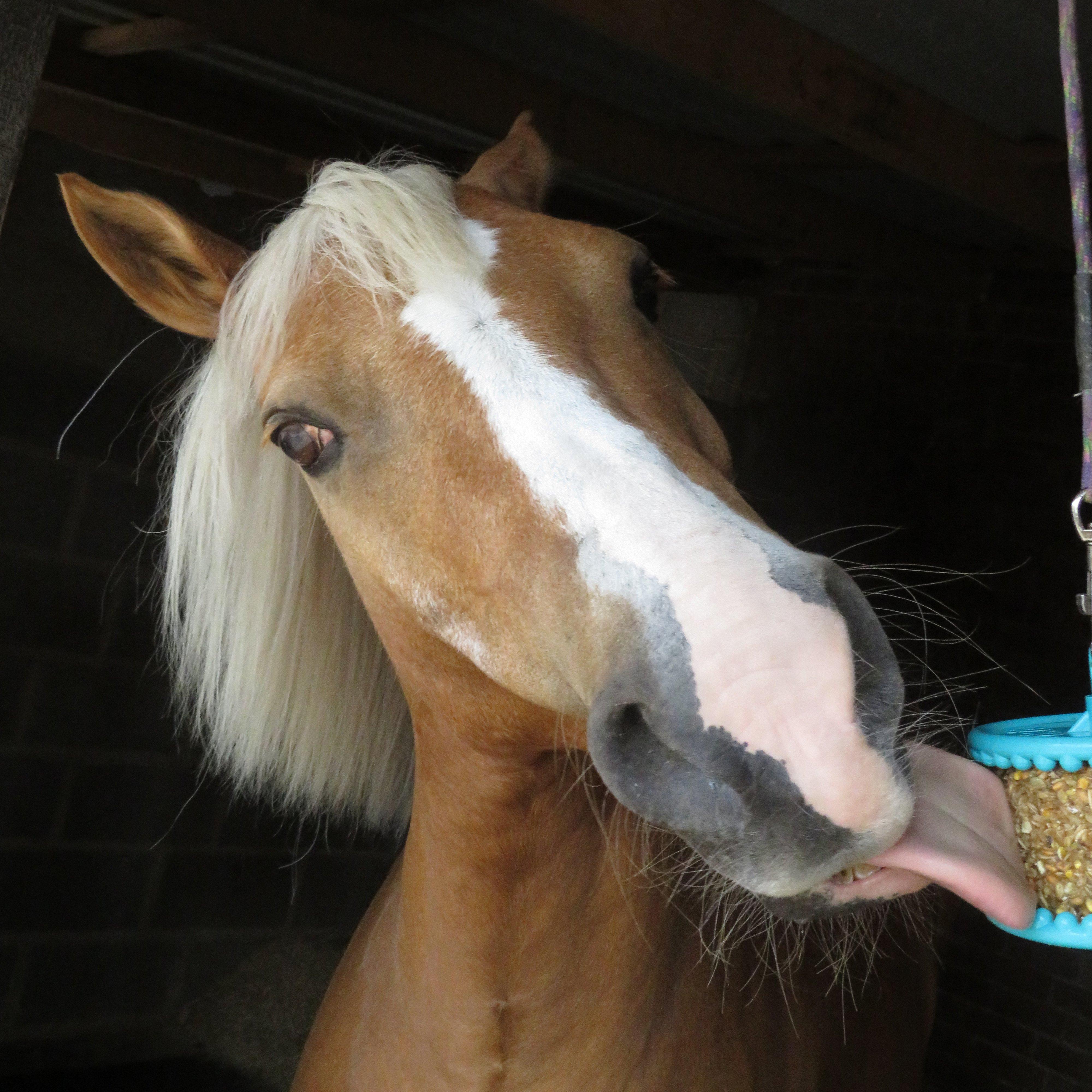 Granola Multigrain 550g