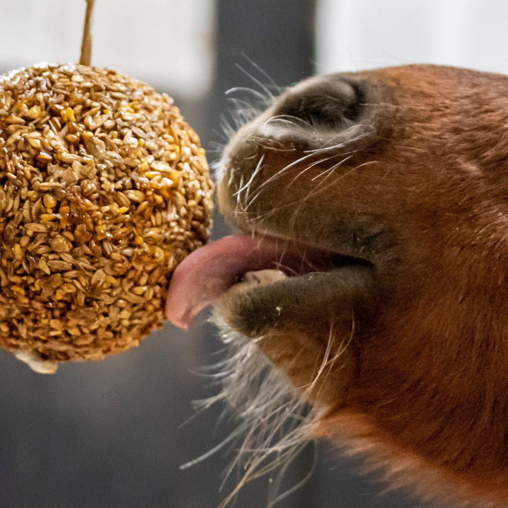 Granola Stall Ball Apple 1.6KG