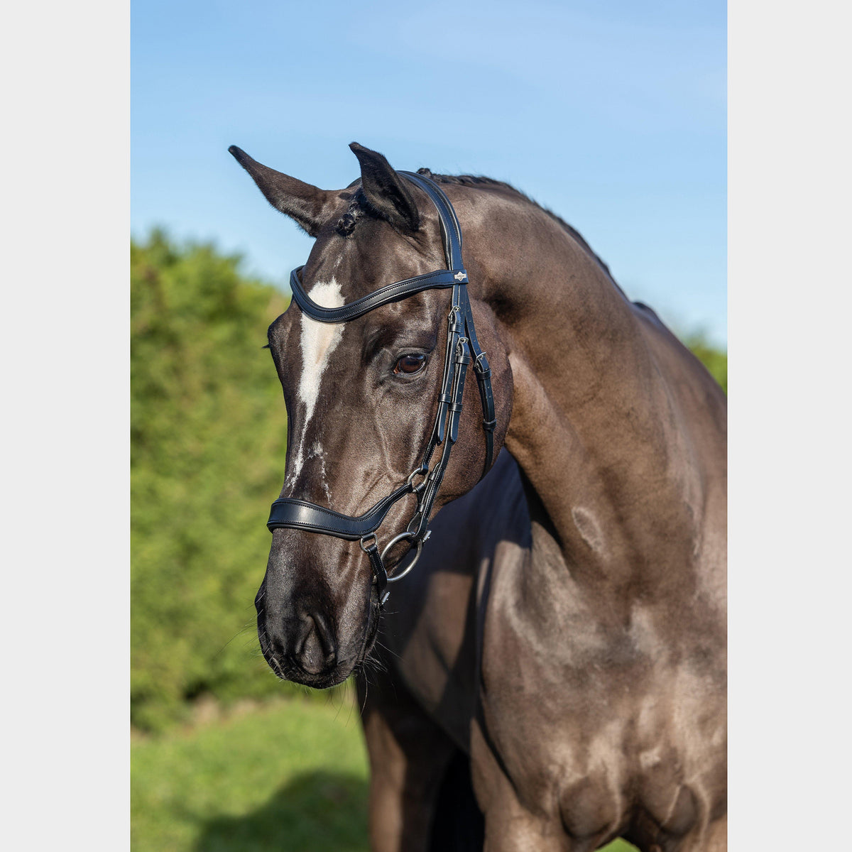 Arika Drop Bridle Black/Silver