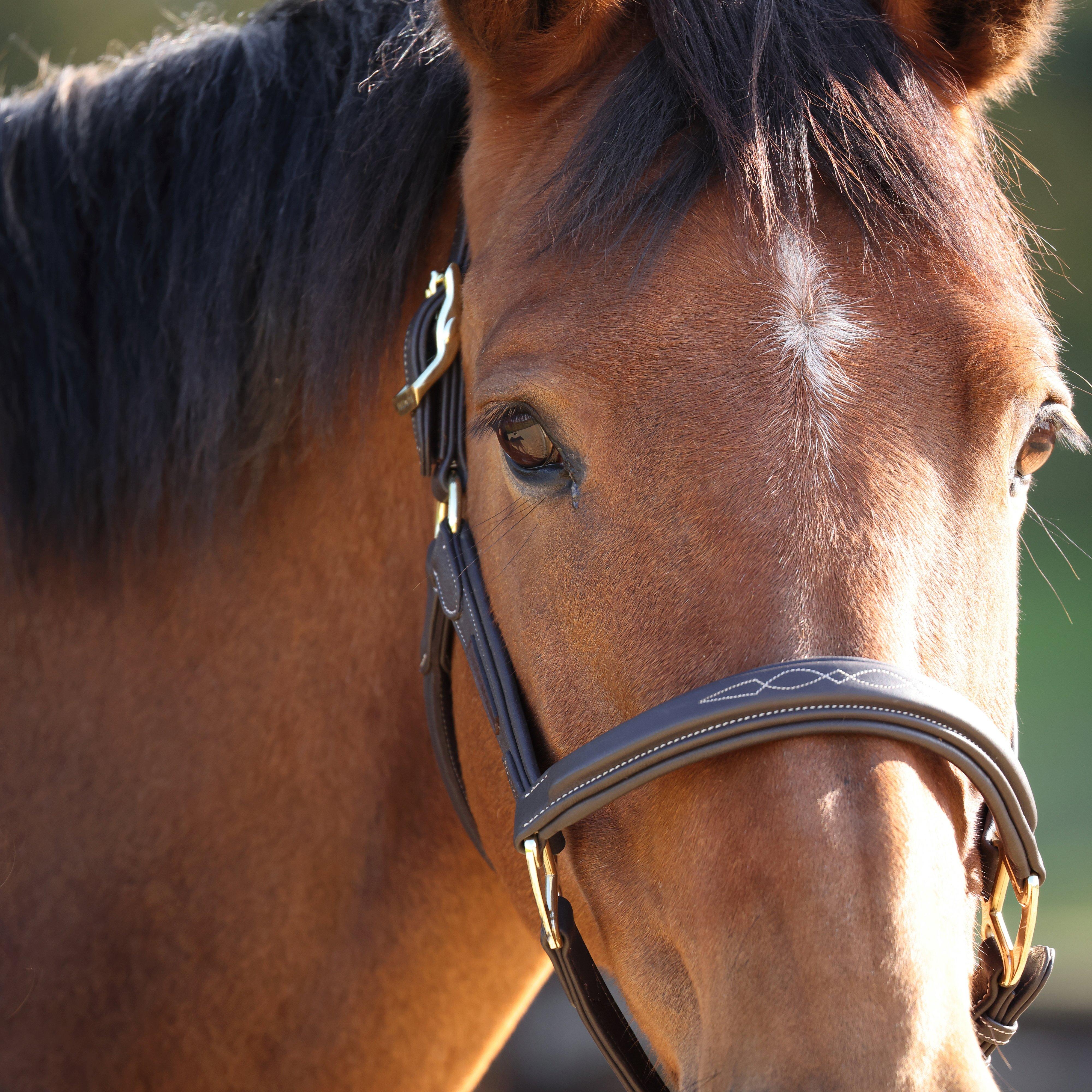 RAPIDA Comfort Leather Headcollar Havana