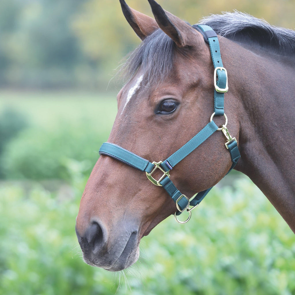 Topaz Nylon Headcollar Dark Green