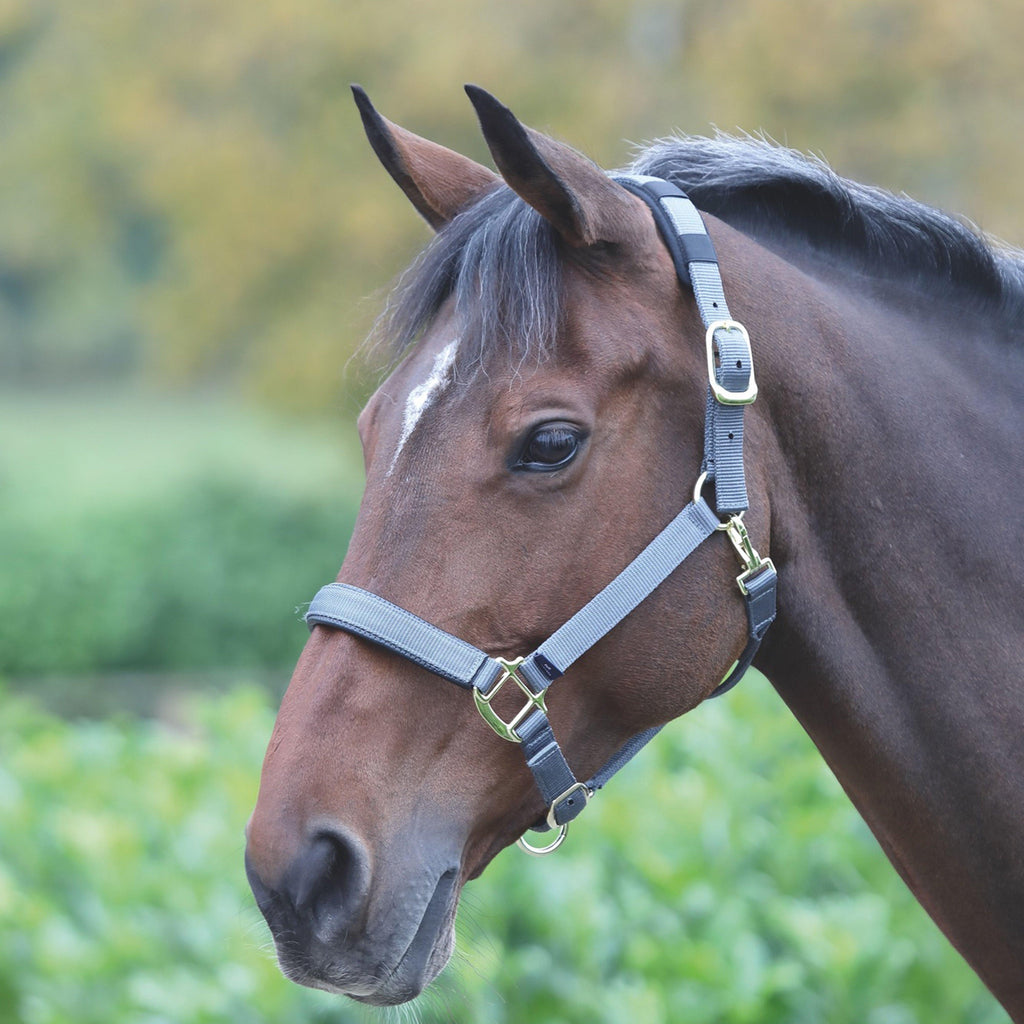 Topaz Nylon Headcollar Grey