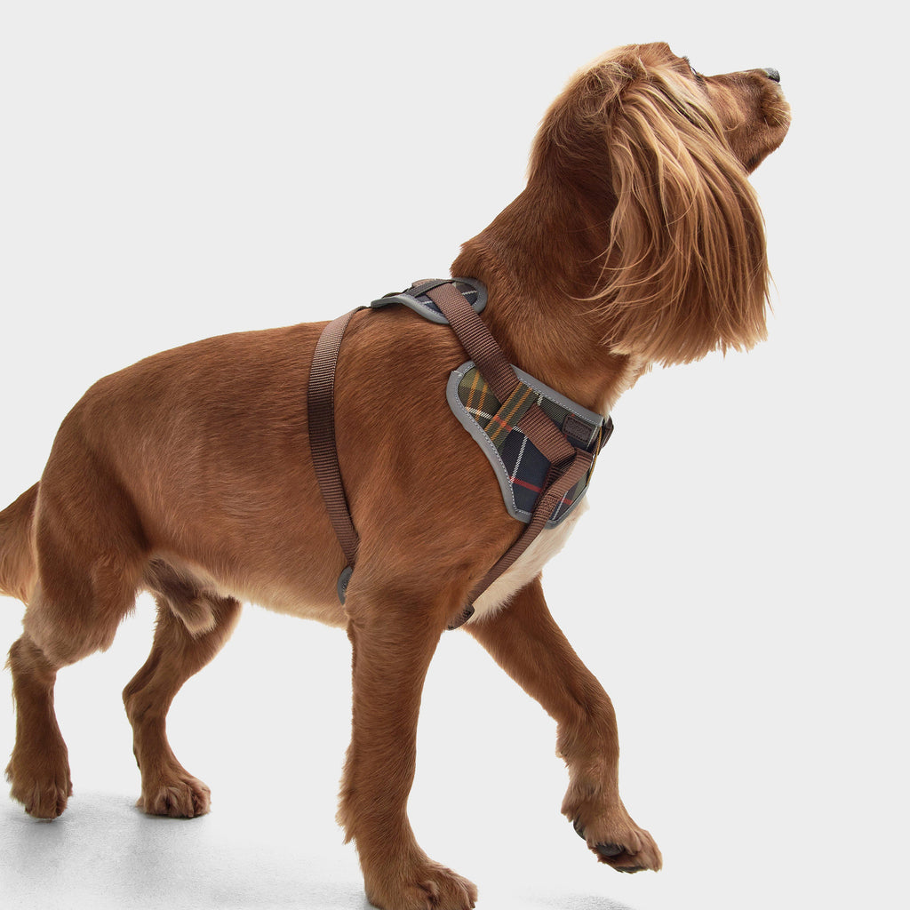Adjustable Dog Tartan Harness Classic Tartan