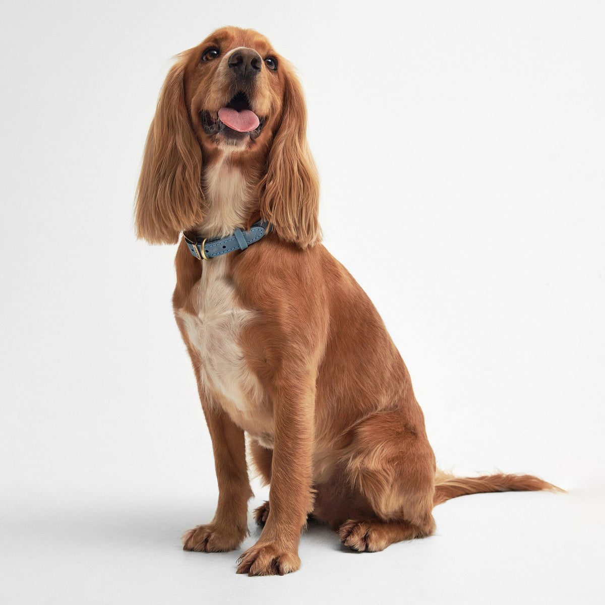 Leather Dog Collar Classic Blue