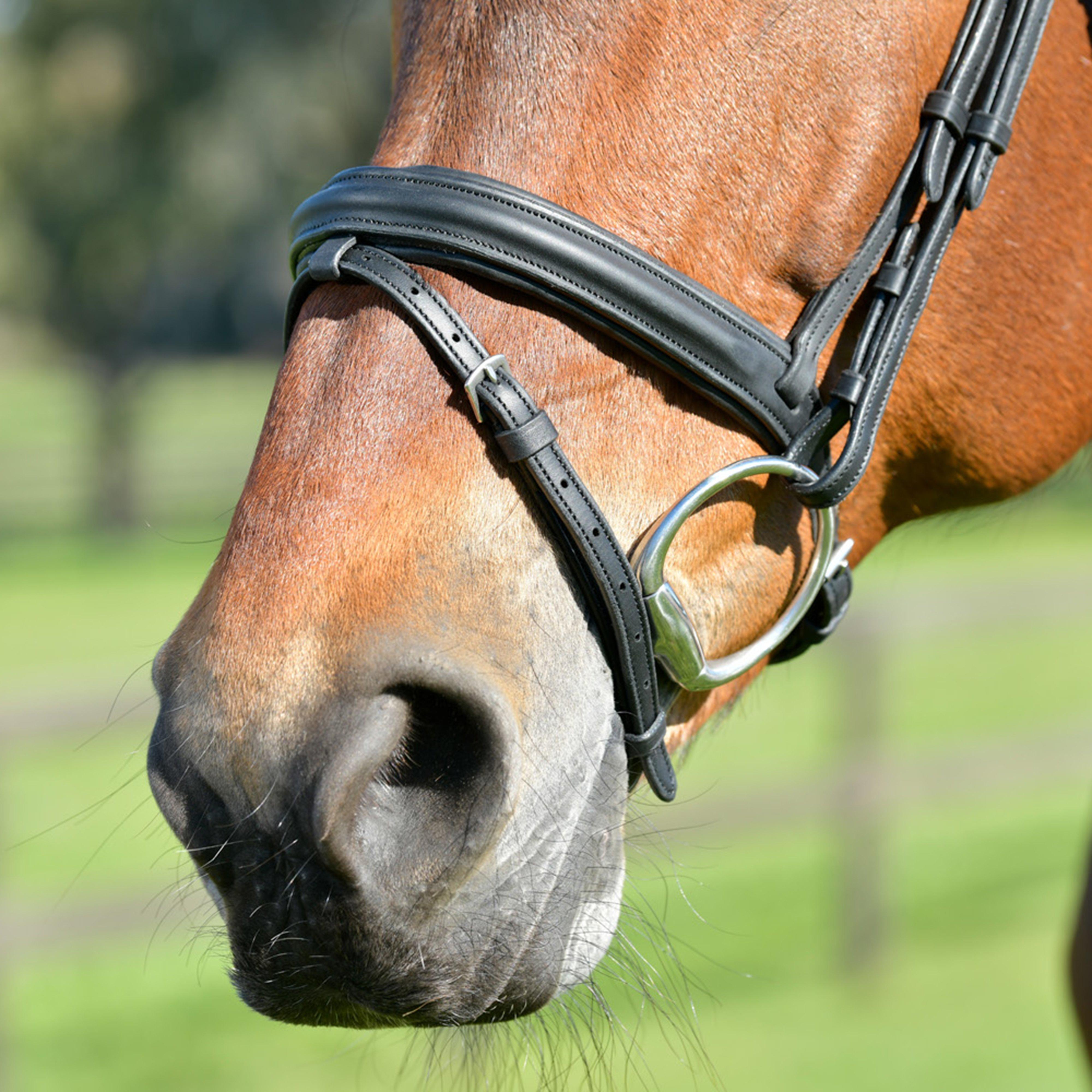 ComFiTec Opulux Plain Padded Hanoverian Flash Bridle Black
