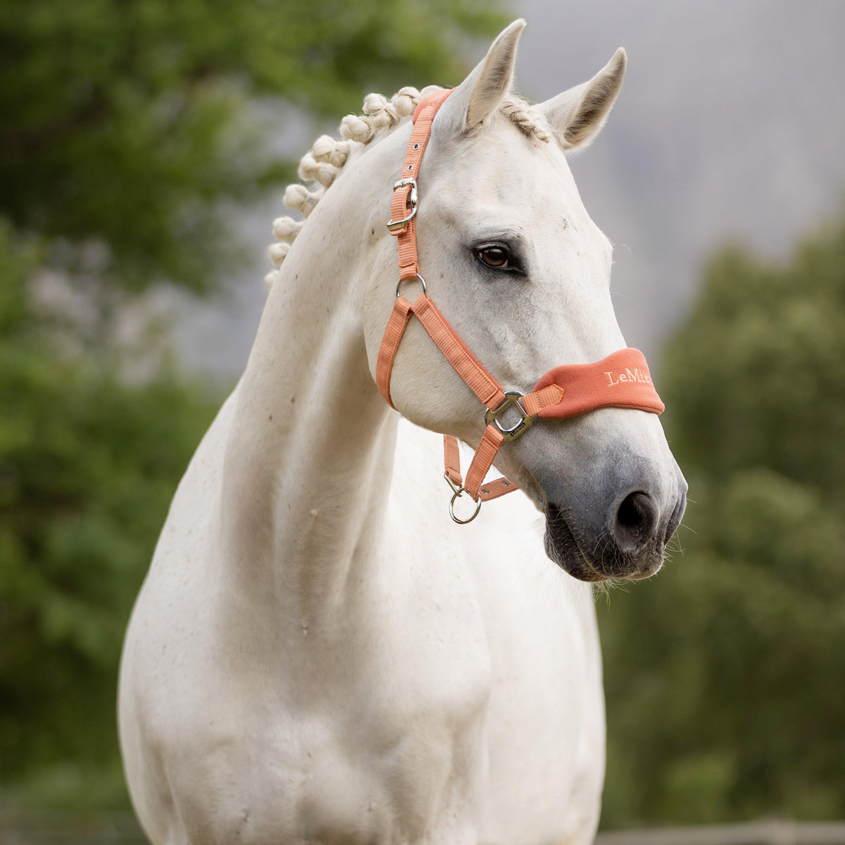 Vogue Headcollar & Leadrope Apricot