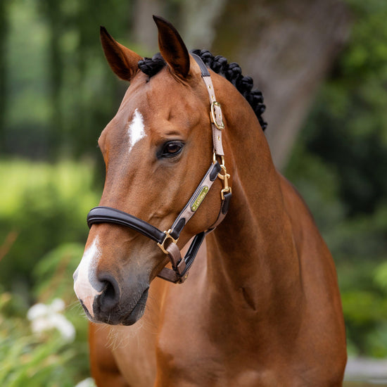 Capella Headcollar Mink