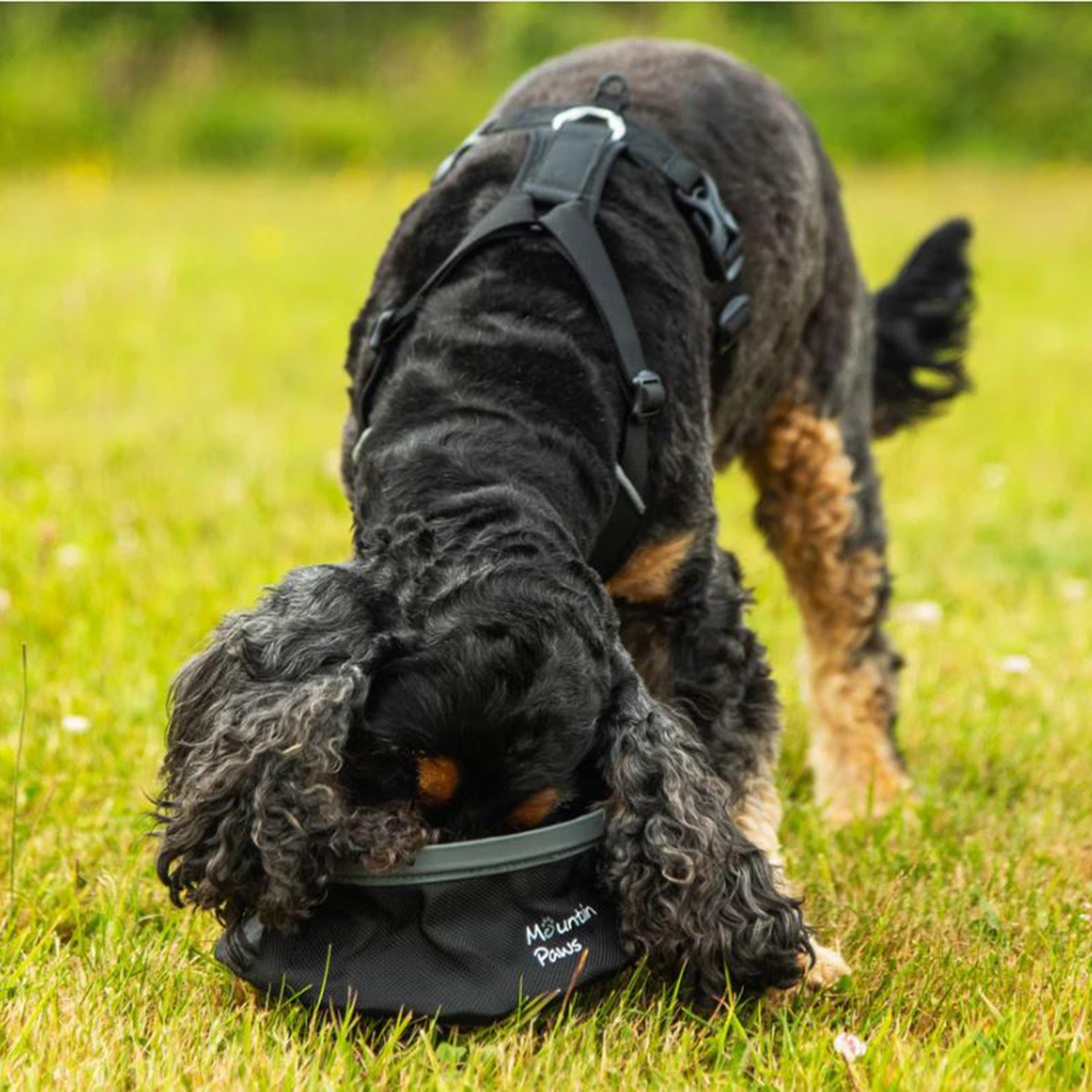 Dog Water Bowl Black