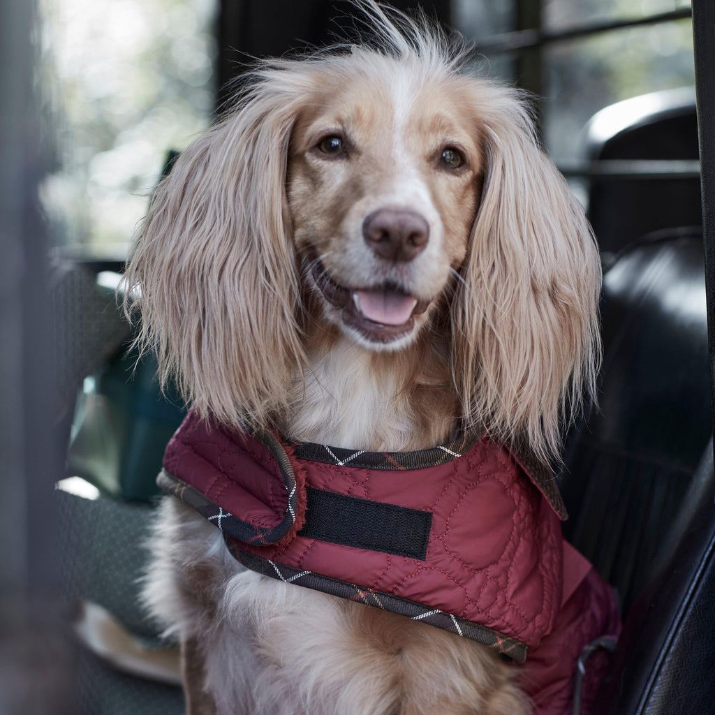 Dog Bone Quilted Dog Coat Cranberry