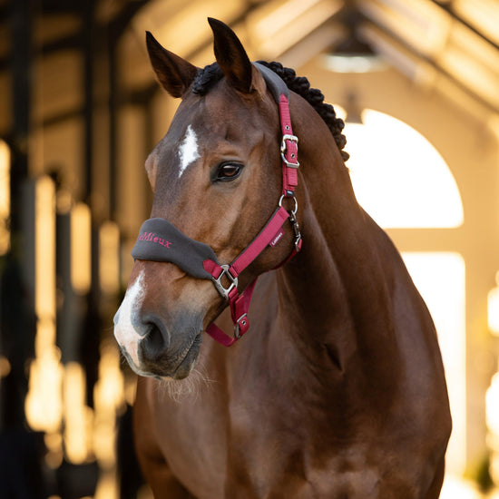 Vogue Headcollar & Leadrope Ember